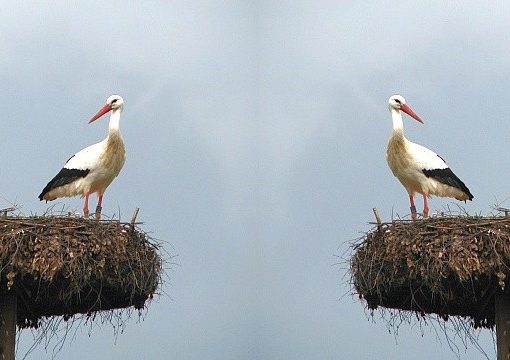titel_storch-in-freistatt_2016