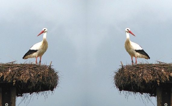 titel_storch-in-freistatt_2016