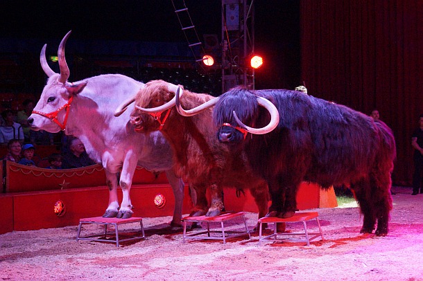 Marek Jama - Exotentableau_2 - Zirkus Charles Knie