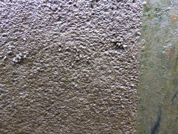 Muschelschau in der Schleuse