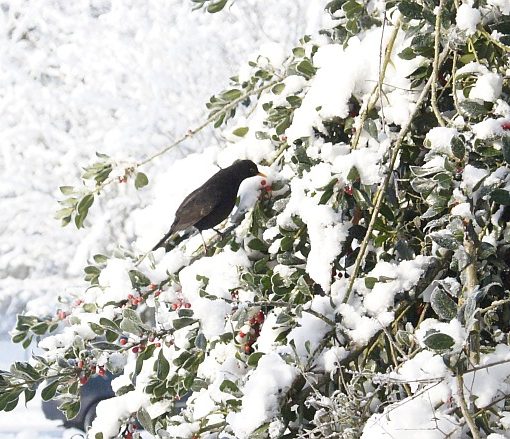 Amsel im Freistätter Winter