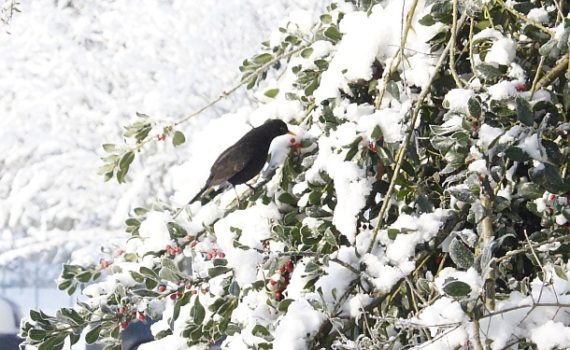 Amsel im Freistätter Winter