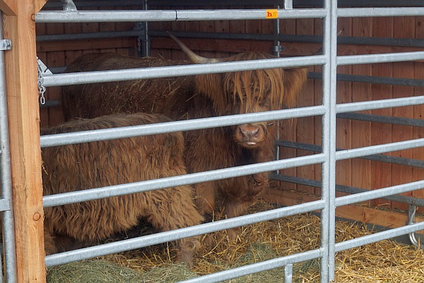 Tierschau auf dem Brockumer Großmarkt