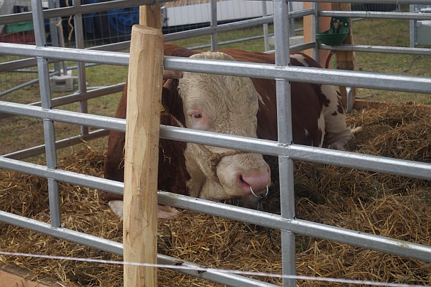 Tierschau auf dem Brockumer Großmarkt 2016