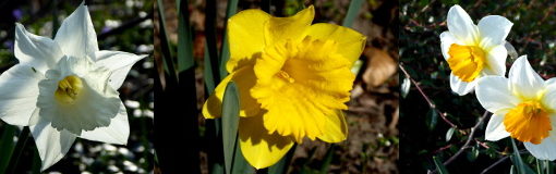 Narzissen in voller Blüte