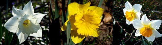 Narzissen in voller Blüte