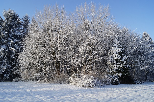 Winterliche Baumgruppe