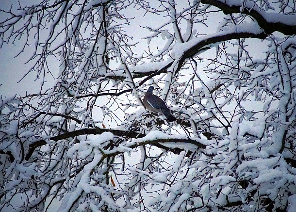 Taube im Winter
