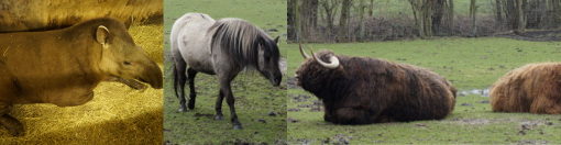 Tierpark Ströhen: Tapir, Wildpferd und Hochlandrinder