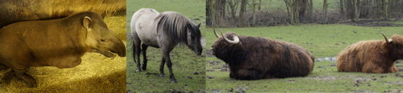 Tierpark Ströhen: Tapir, Wildpferd und Hochlandrinder