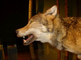 In Doerverden - Gemeinsam mit den Wölfen heulen
