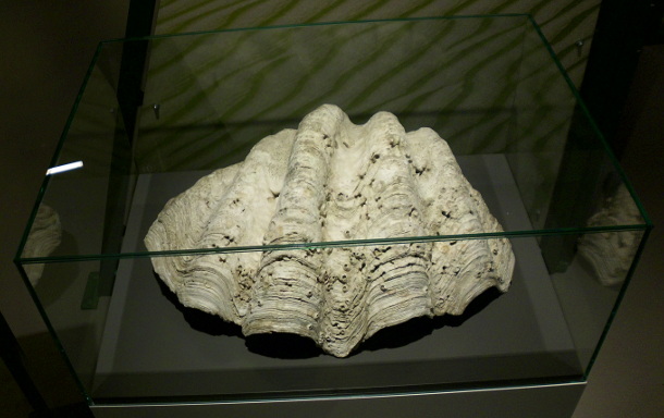 Wasserschildkroete - Universum Bremen