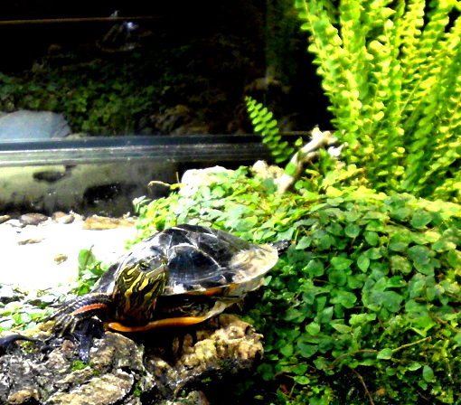 Wasserschildkroete - Universum Bremen
