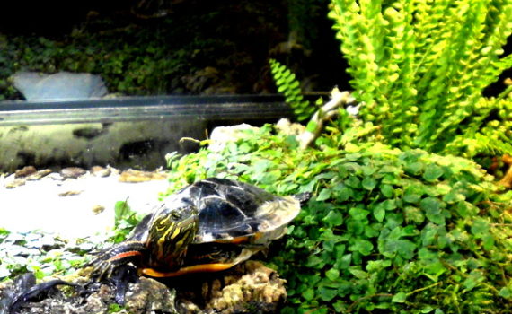 Wasserschildkroete - Universum Bremen