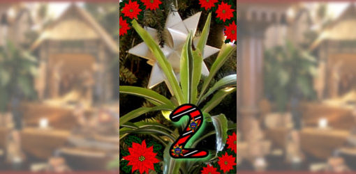 Das zweite Türchen - weisser Stern der Weihnachtskrippe in der Zionskirche Bethel