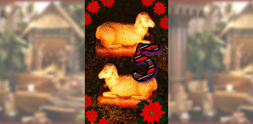 Das fünfte Türchen - Weihnachts-Schafe der Weihnachtskrippe in der Zionskirche Bethel
