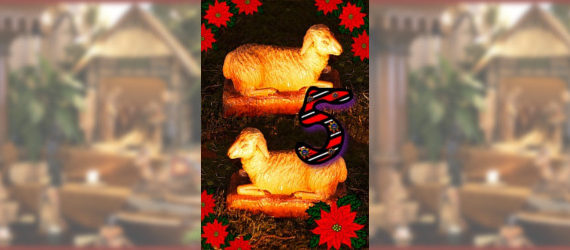 Das fünfte Türchen - Weihnachts-Schafe der Weihnachtskrippe in der Zionskirche Bethel