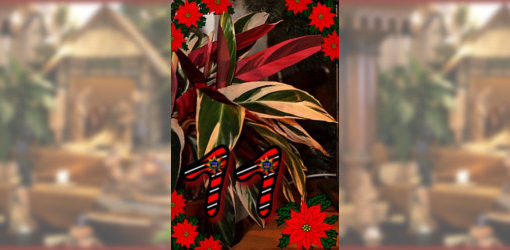 Das elfe Türchen - Topfpflanze der Weihnachtskrippe in der Zionskirche Bethel