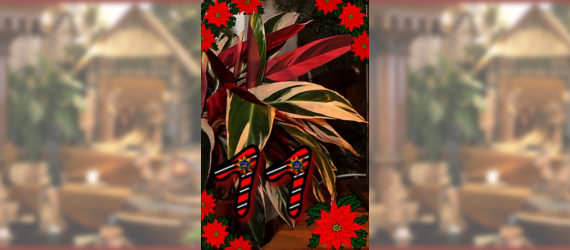 Das elfe Türchen - Topfpflanze der Weihnachtskrippe in der Zionskirche Bethel