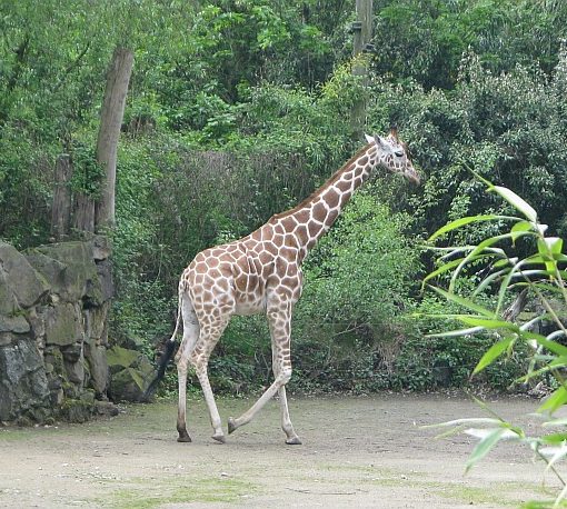 Giraffe