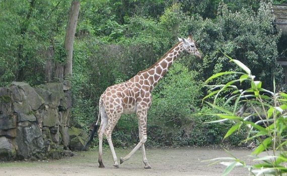 Giraffe