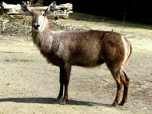 Wasserbock im Osnabrücker Zoo