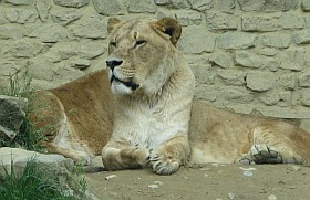 Löwin im Zoo Osnabrück
