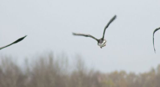 Gänse in der Natur - zu entdecken auf einer Feldbahnbahrt