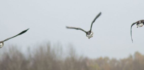 Gänse in der Natur - zu entdecken auf einer Feldbahnbahrt
