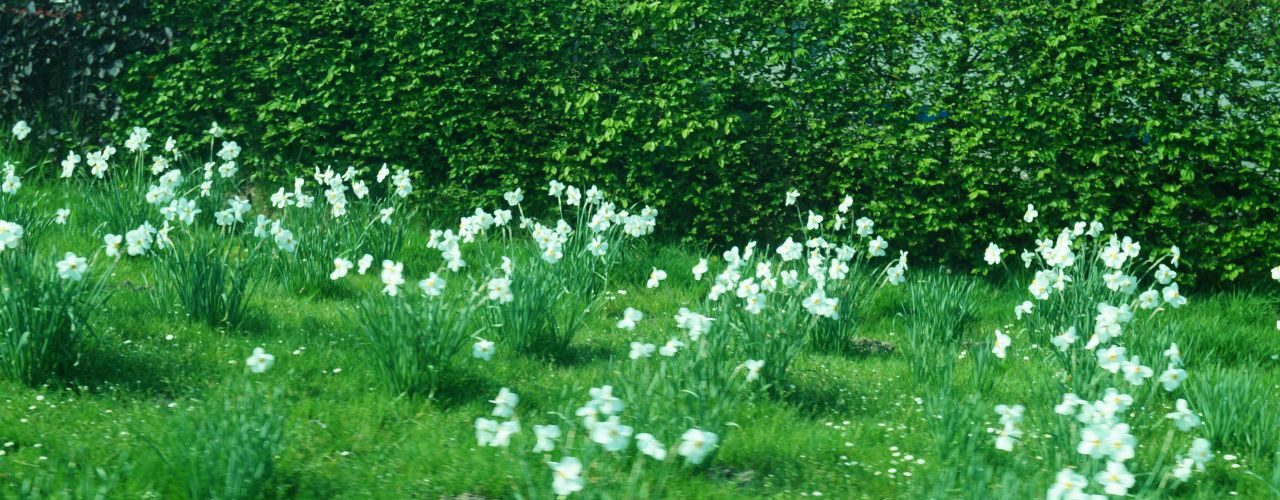Blümchen wachsen im Sonnenschein