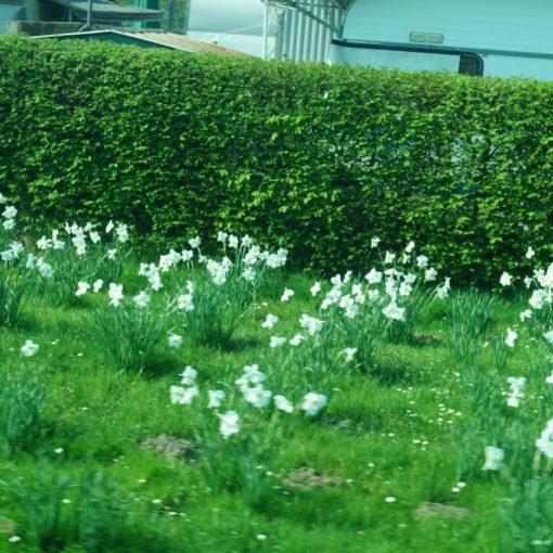 Blümchen wachsen im Sonnenschein
