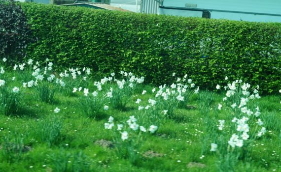 Blümchen wachsen im Sonnenschein