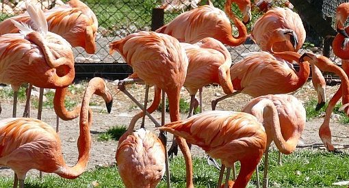 Flamingos im Vogelpark Walsrode