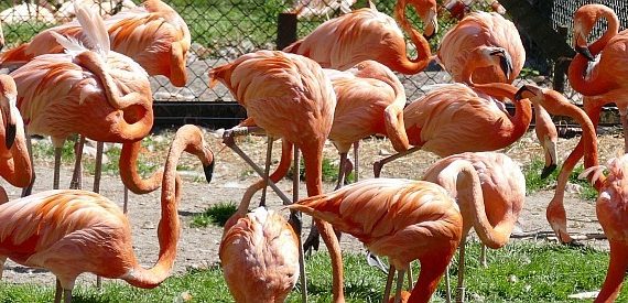 Flamingos im Vogelpark Walsrode