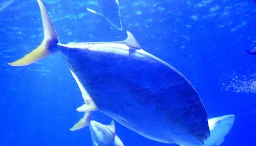 Sea Life Hannover - 23.11.2018