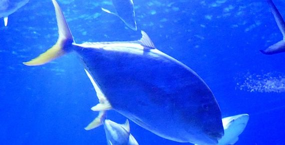 Sea Life Hannover - 23.11.2018