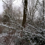 Winterausblick Haus Platane - Dezember 2018