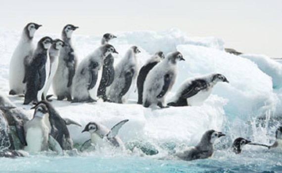 Sonderausstellung "Antartica" - junge Kaiserpinguine stürzen ins Wasser