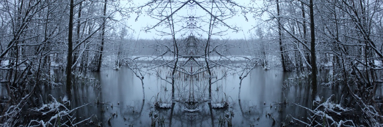 Moorbild 7- (c) Anne Nygard - unsplash.com