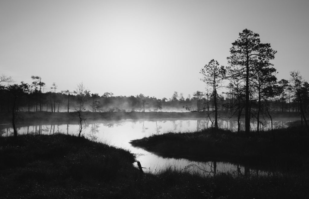 Moorbild 2 - (c) Elvis Bekmanis - unsplash.com