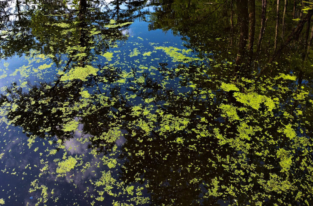 unsplash.com - (c) Rachel C. - meditatingdragon - Moorbild 12