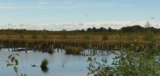 Titel Freistätter Moor