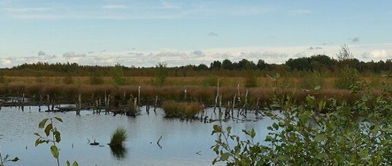 Titel Freistätter Moor