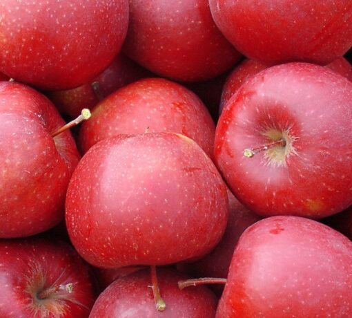 Rote Äpfel soweit das Auge reicht. Trotz des heutigen "Feier"-Tages, sie müssen nicht alle heute verzehrt werden
