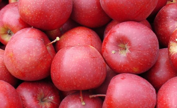 Rote Äpfel soweit das Auge reicht. Trotz des heutigen "Feier"-Tages, sie müssen nicht alle heute verzehrt werden