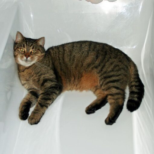 Badewanne ohne Wasser, aber mit Stubentiger. Sieht so etwa die Katzenwäsche aus?