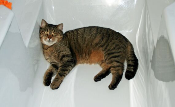 Badewanne ohne Wasser, aber mit Stubentiger. Sieht so etwa die Katzenwäsche aus?