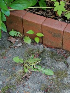La Grenouille (Der Frosch)