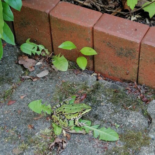La Grenouille ( Der Frosch )