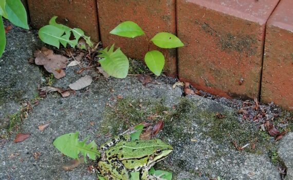 La Grenouille ( Der Frosch )